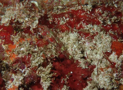 Helcogramma steinitzi - Jazirat Al Hallaniyyah, Oman