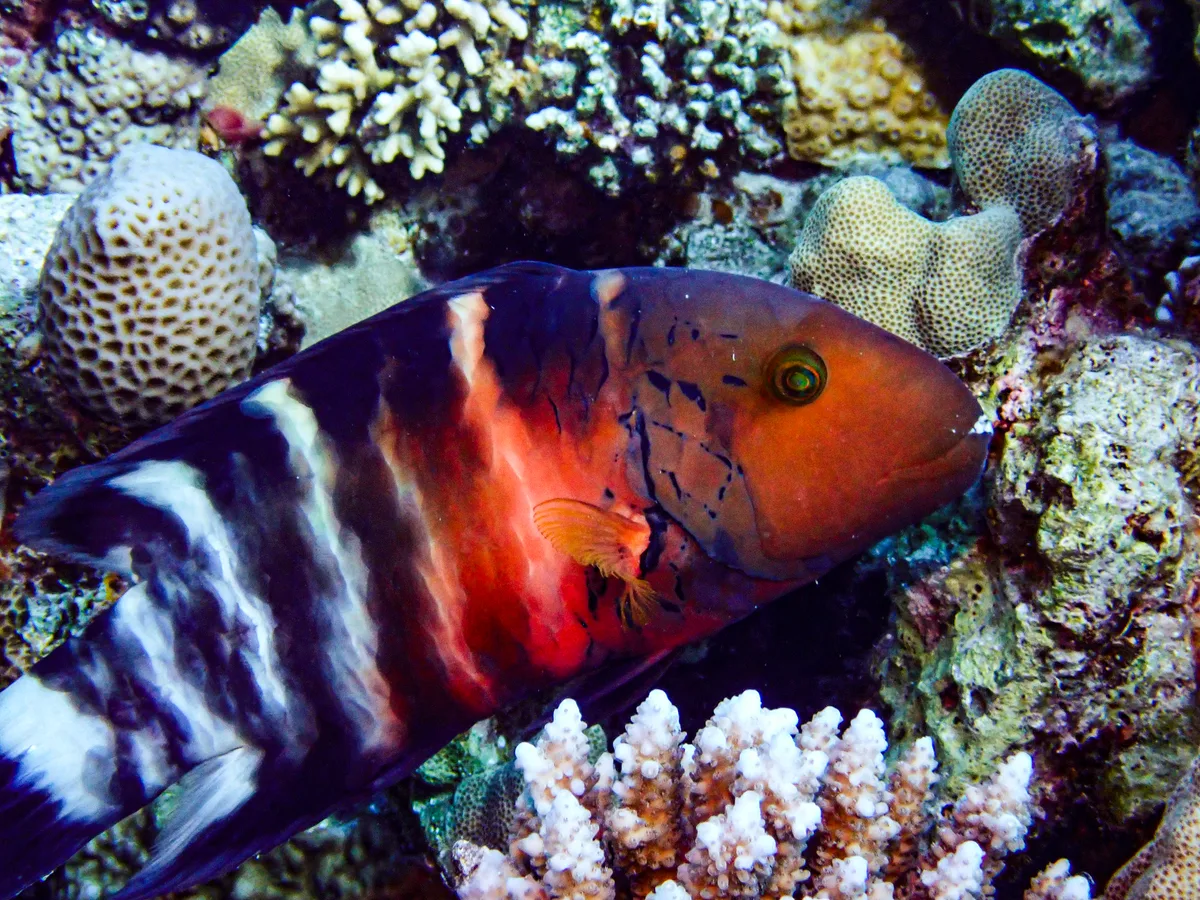 Redbreasted Wrasse