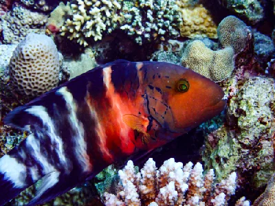 Redbreasted Wrasse