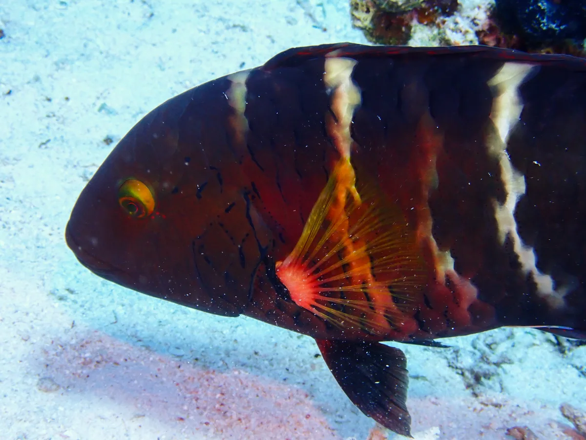 Redbreasted Wrasse
