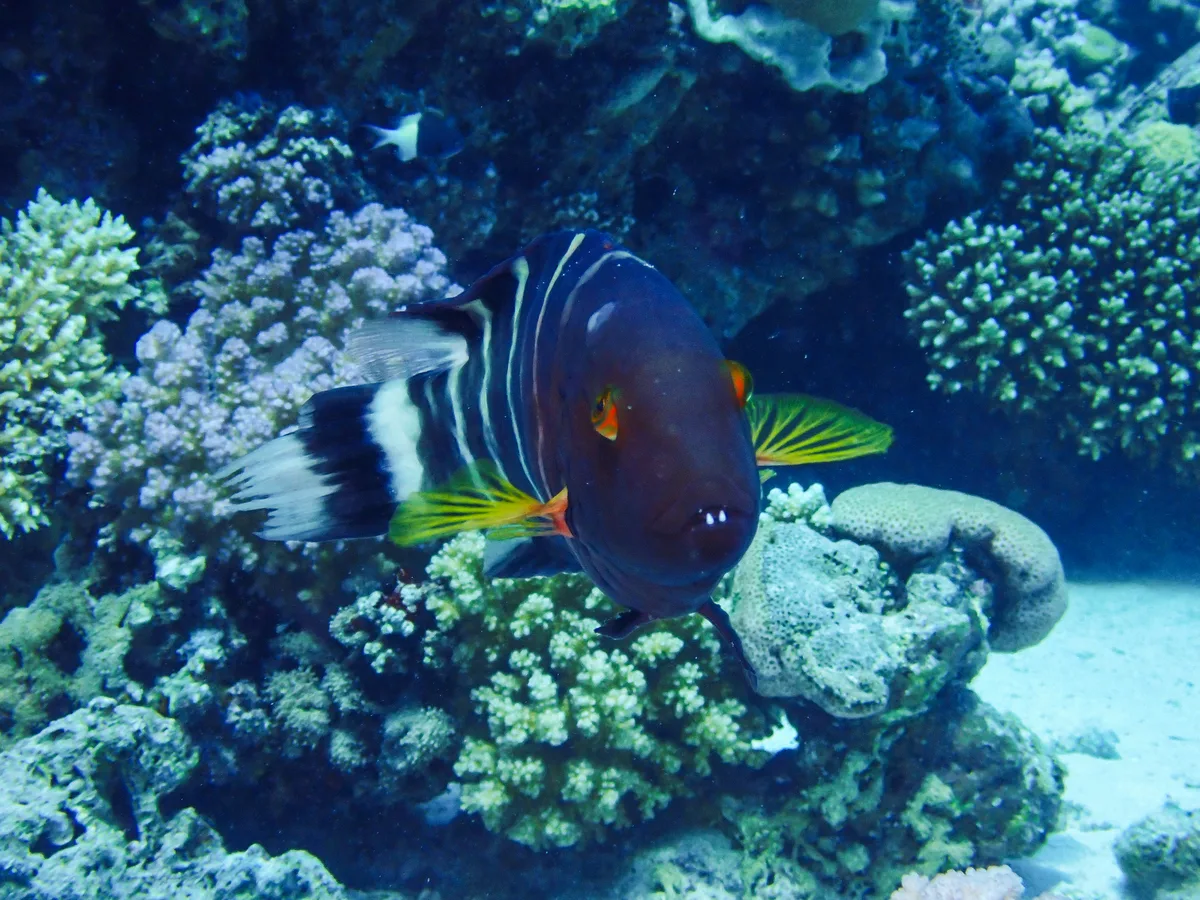 Redbreasted Wrasse