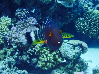 Redbreasted Wrasse