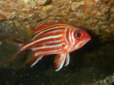 Sargocentron Rubrum.將軍甲.