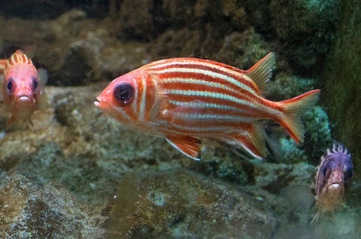 Redcoat squirrelfish (Sargocentron rubrum)