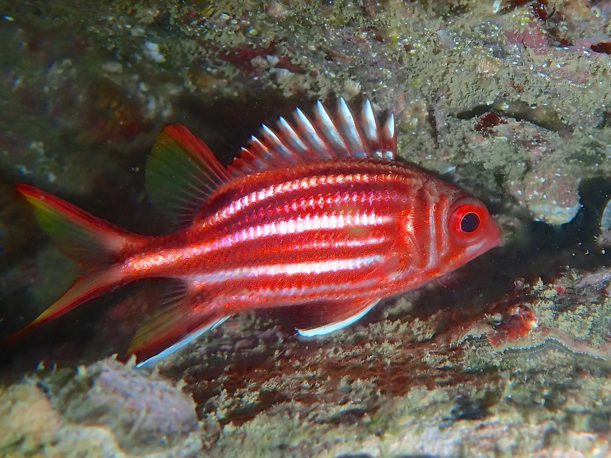 Sargocentron Rubrum.將軍甲.