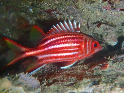 Sargocentron Rubrum.將軍甲.