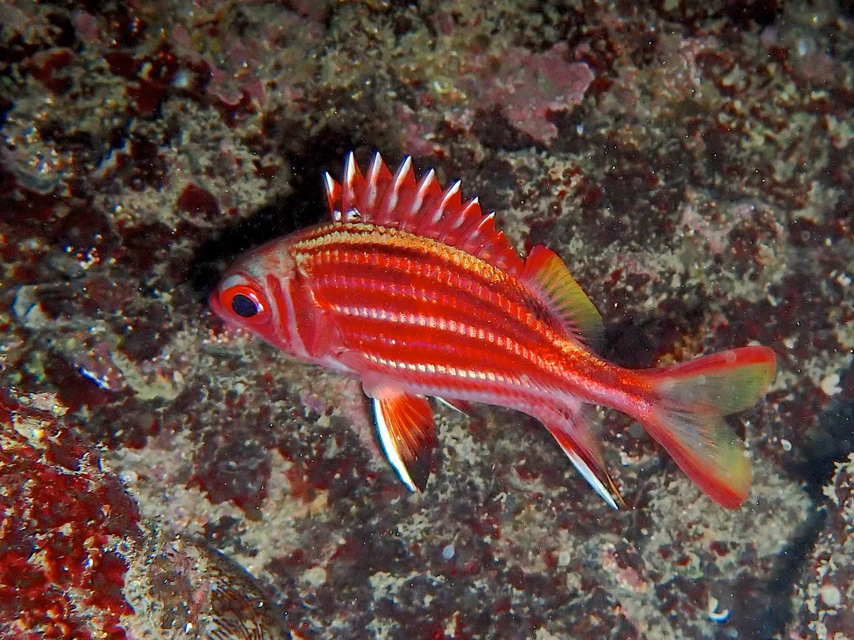 Sargocentron Rubrum.將軍甲.