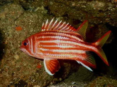 Sargocentron Rubrum.將軍甲.