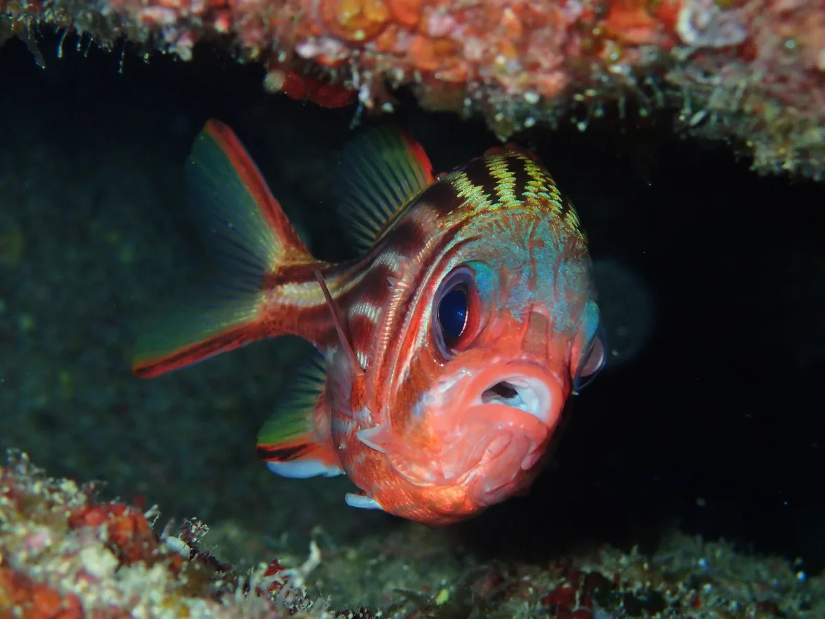 Sargocentron rubrum