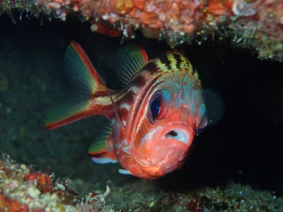 Sargocentron rubrum