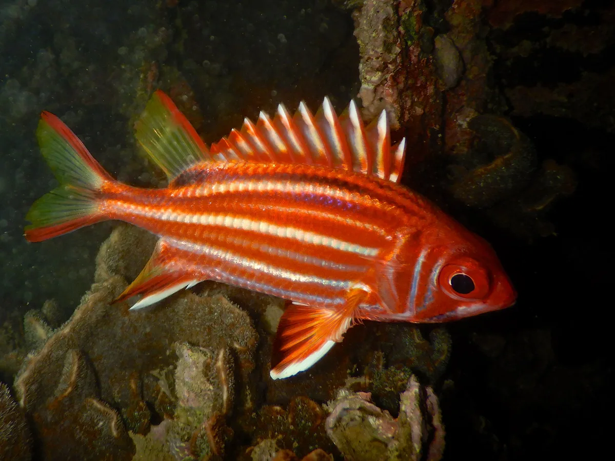 Sargocentron Rubrum.將軍甲.
