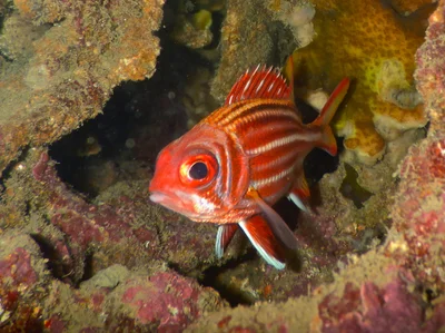 Sargocentron Rubrum.將軍甲.