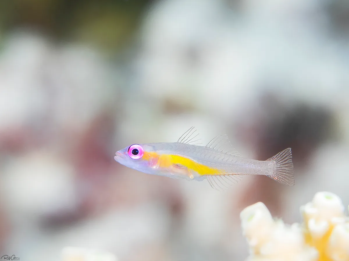 Redeye Goby