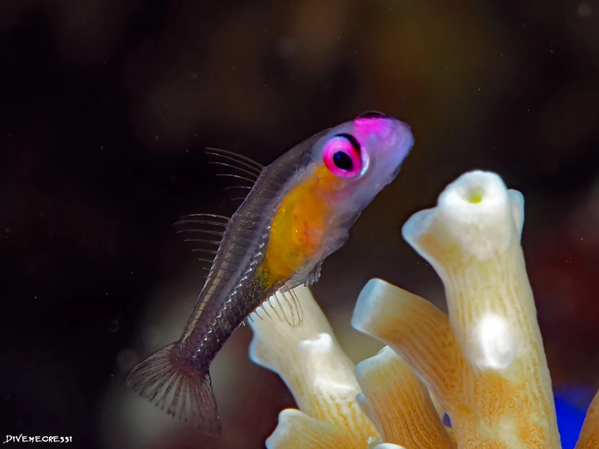 Redeye Goby