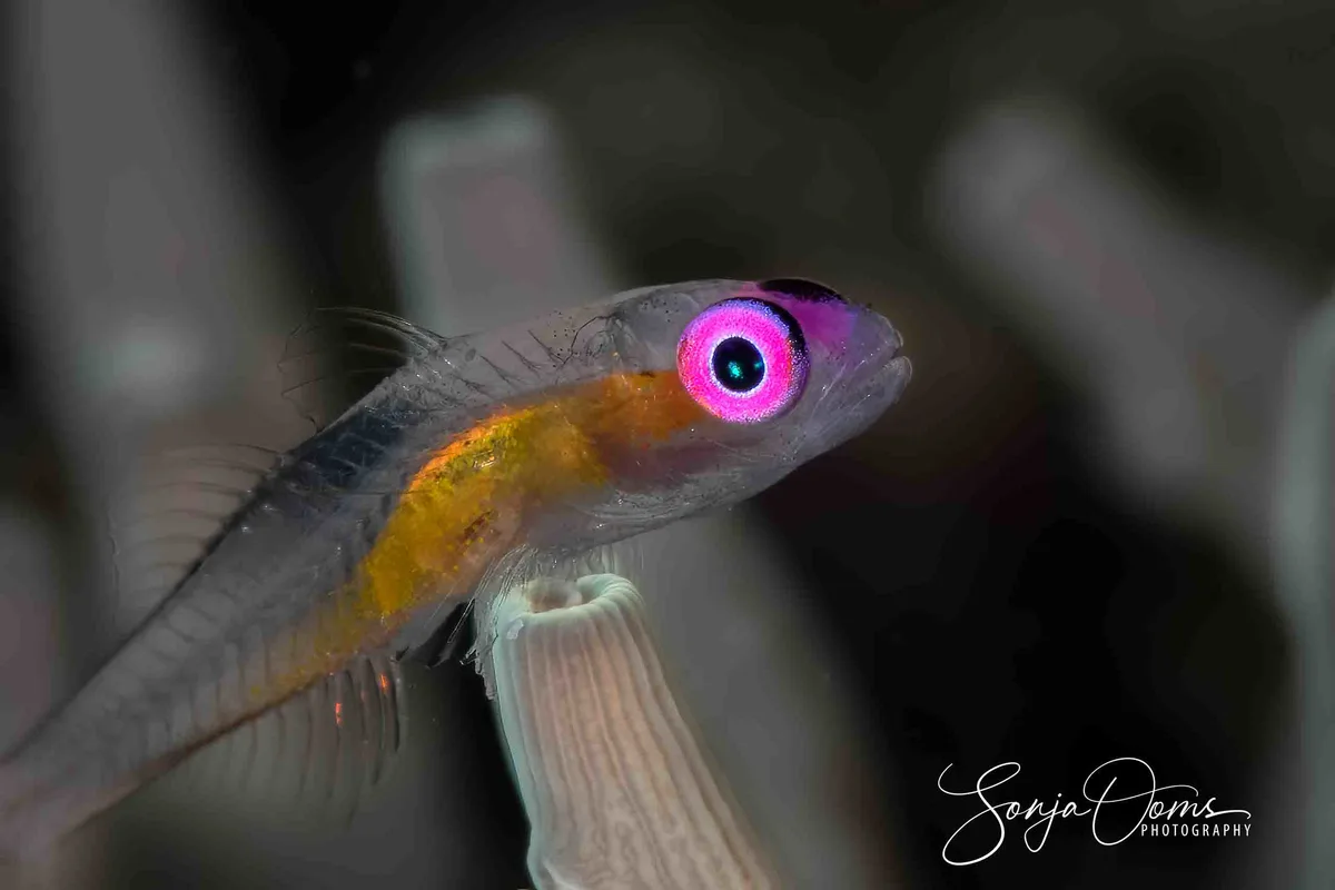 Redeye Goby