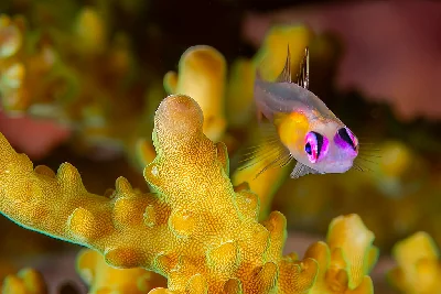 Redeye Goby