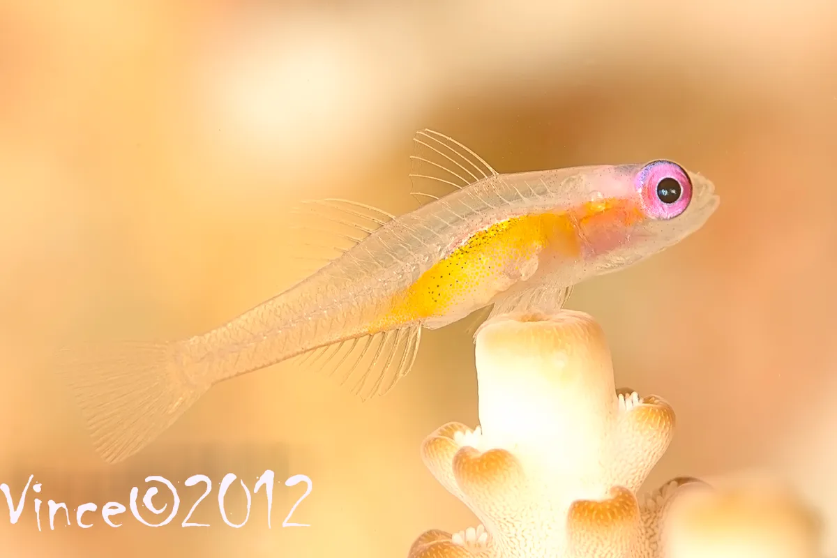Redeye Goby