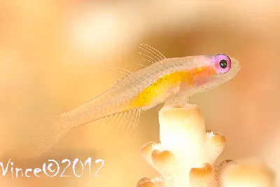 Redeye Goby