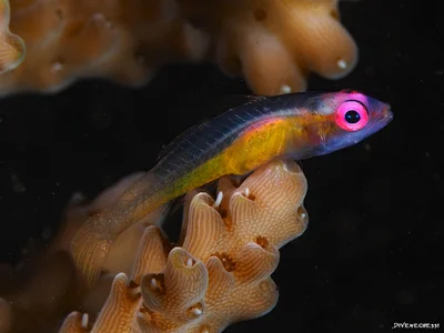 Pinkeye Goby - Bryaninops natans