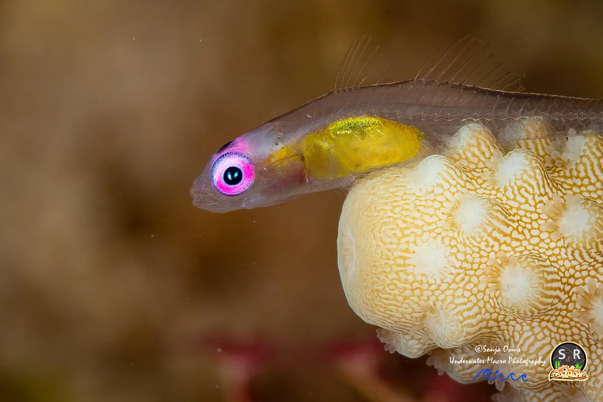 REDEYE GOBY
