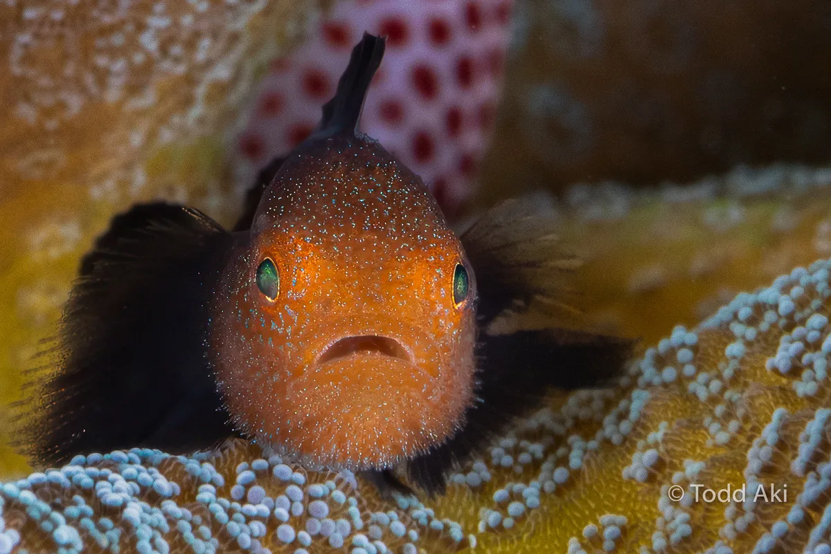 Redhead coral goby live within branches of hard coral. They like to mock photographers, moving quickly within the coral just as the photographer thinks they have the shot.