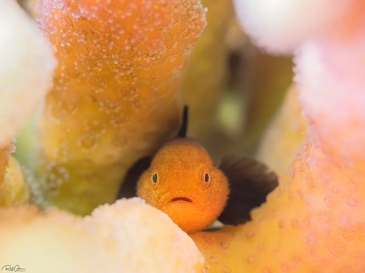 Redhead Goby - Paragobiodon echinocephalus