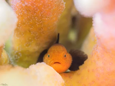 Redhead Goby - Paragobiodon echinocephalus