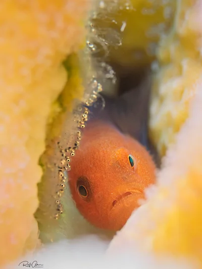 Redhead Goby - Paragobiodon echinocephalus