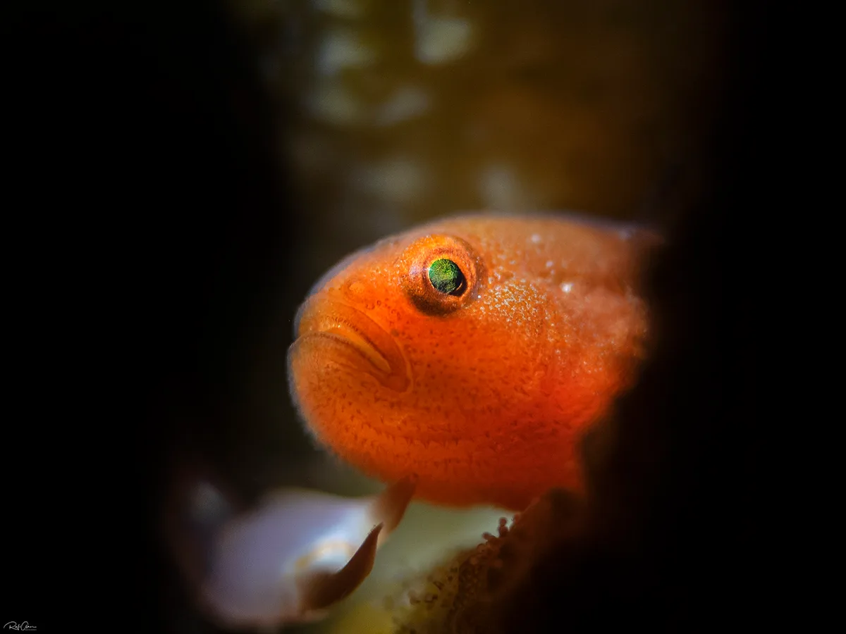 Redhead goby - Paragobiodon echinocephalus