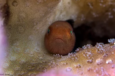 Redhead goby - Paragobiodon echinocephalus