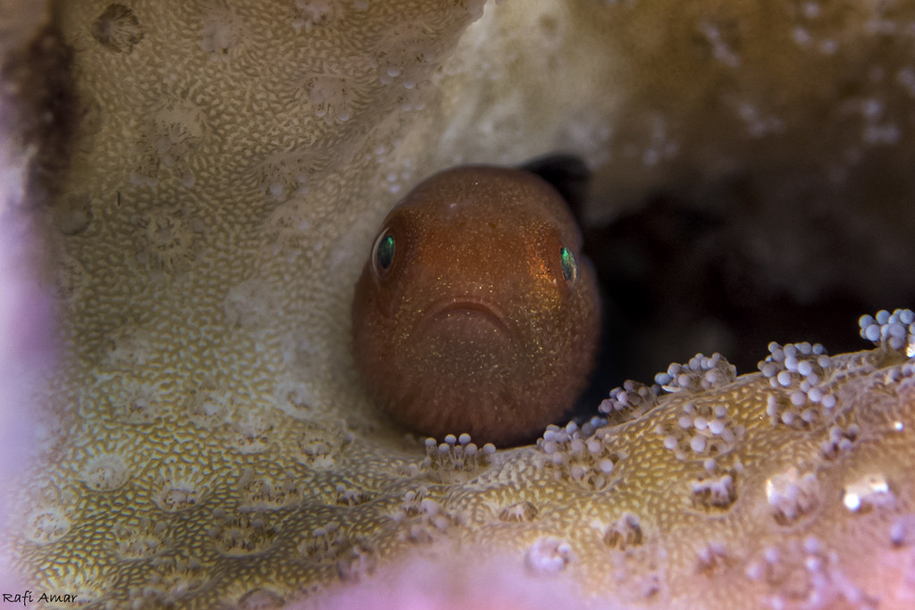 Redhead goby - Paragobiodon echinocephalus