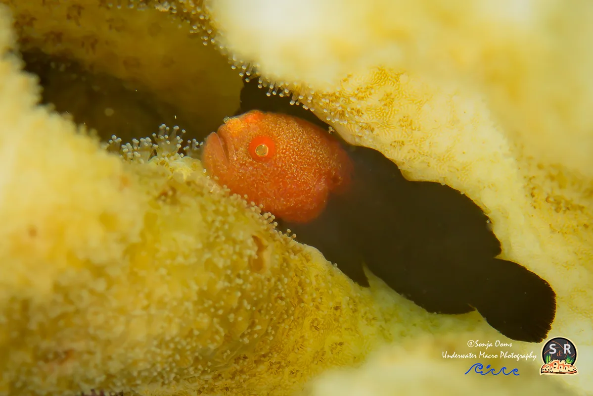 REDHEAD CORALGOBY (20mm)