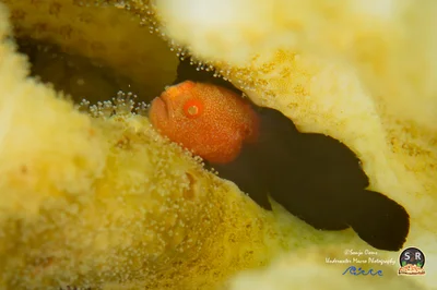 REDHEAD CORALGOBY (20mm)