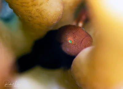Redhead Coral Goby (Paragobiodon echinocephalus)