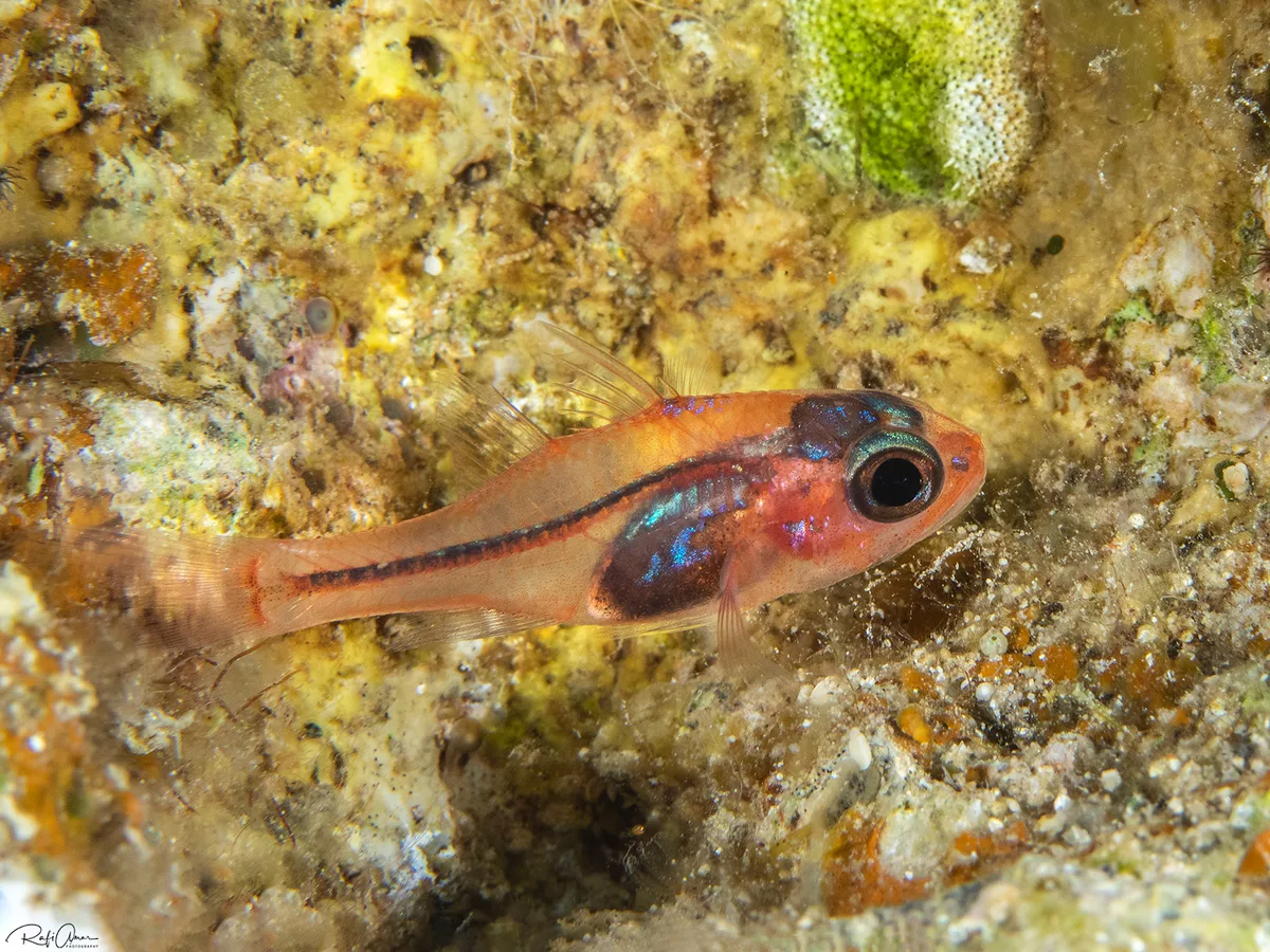 Redmouth Cardinalfish