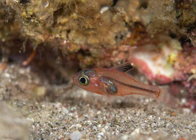 Apogon erythrosoma - אילת, ישראל