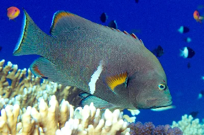 Redmouth Grouper