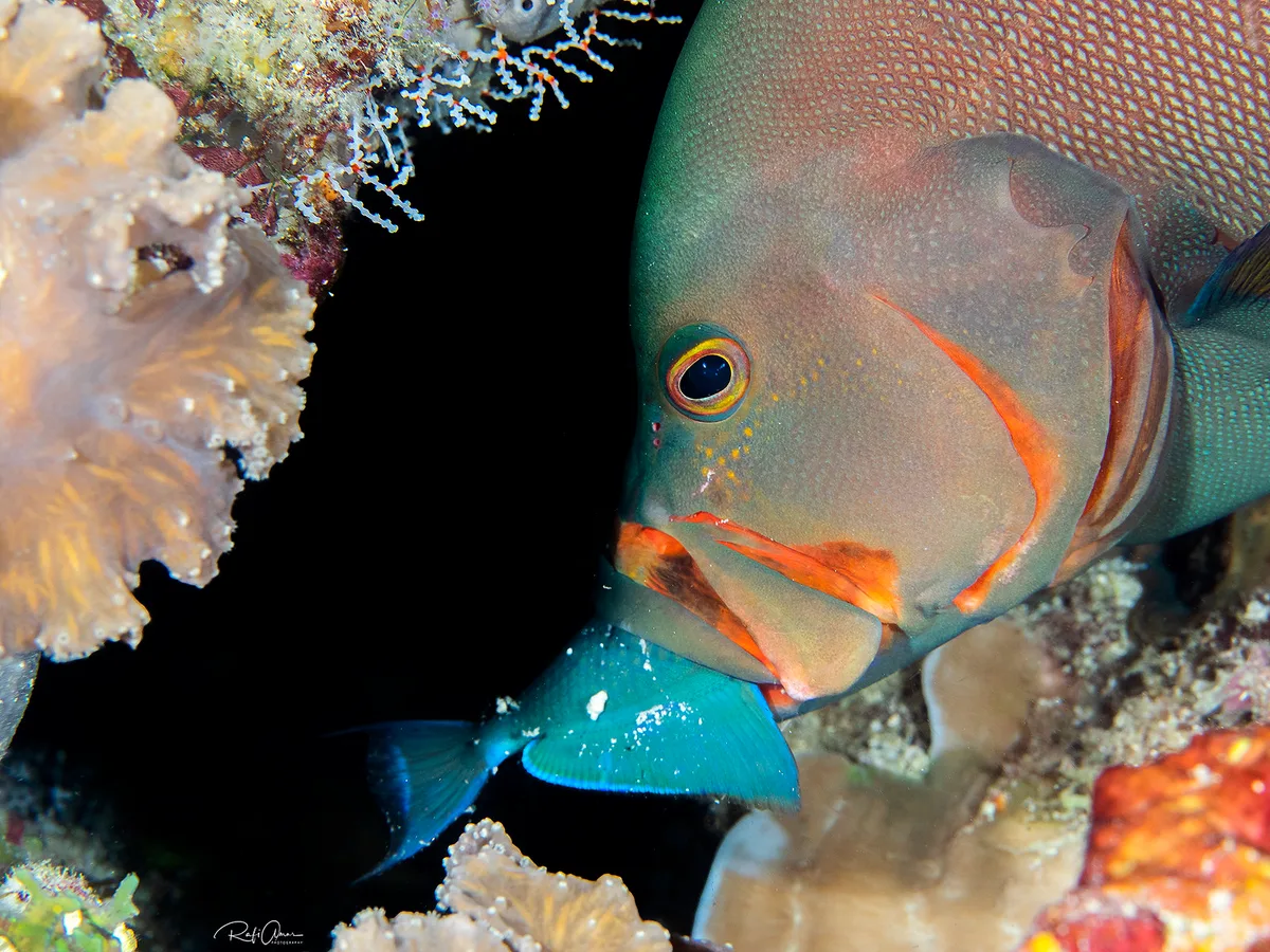 Redmouth Grouper - Aethaloperca rogaa