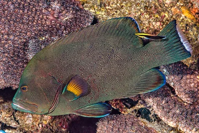 Redmouth grouper inspected by blackspot cleaner wrasse - Aethaloperca rogaa & Labroides pectoralis