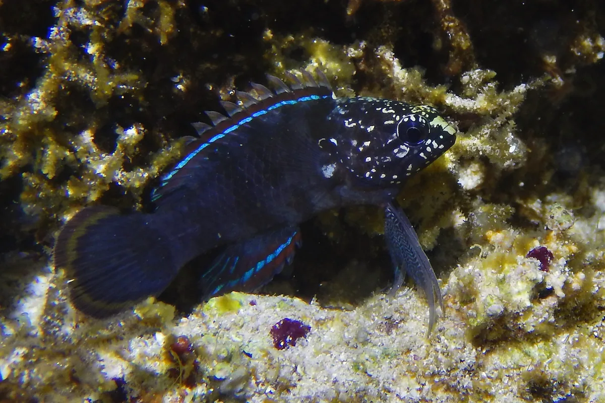 Plesiops coeruleolineatus - Al-Qusayr, Al Bahr al Ahmar, Egypt