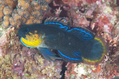 Plesiops coeruleolineatus - 日本、〒891-4311 鹿児島県熊毛郡屋久島町安房　春田浜