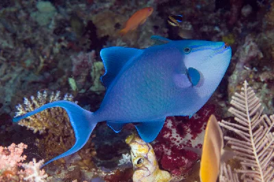 Redtooth Triggerfish