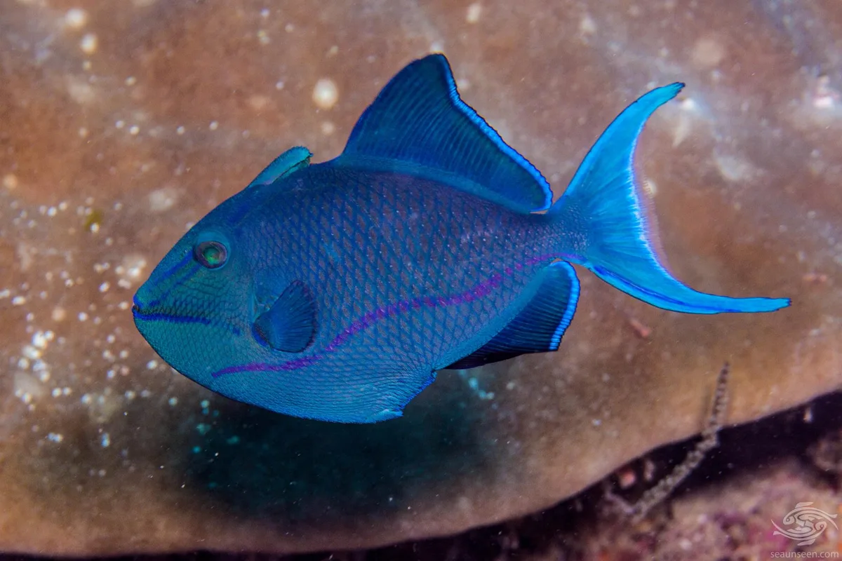 Redtooth Triggerfish