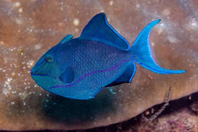 Redtooth Triggerfish
