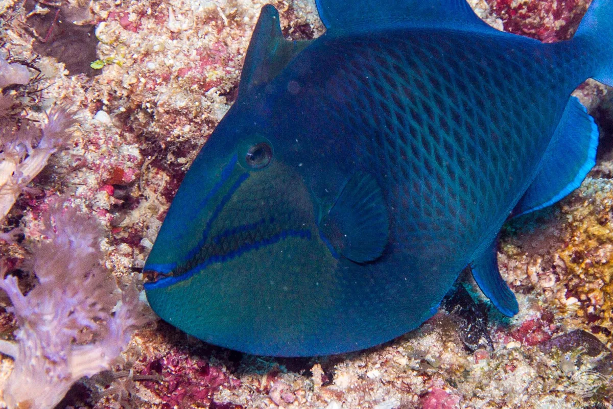 Redtooth Triggerfish