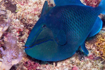 Redtooth Triggerfish