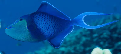 Redtooth Triggerfish - Odonus niger