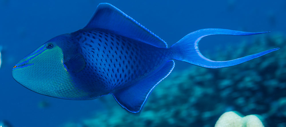 Redtooth Triggerfish - Odonus niger
