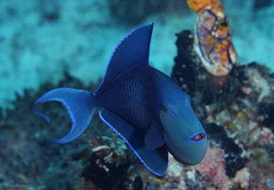 Redtooth Triggerfish