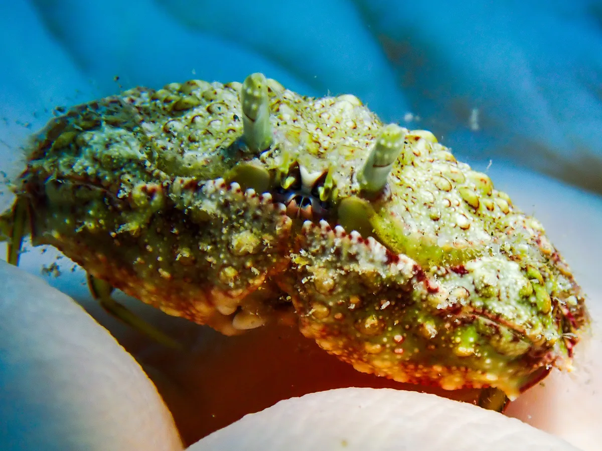 Reef Box Crab